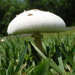 PHOTOGRAPHY - Shroom Shade