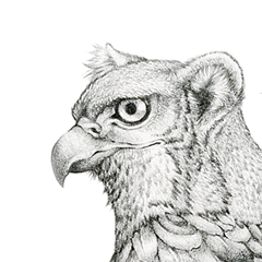 PENCIL - Common Red Tail Gryphon