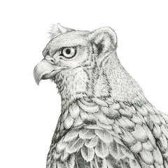 TRADITIONAL - Common Red Tail Gryphon